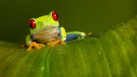 359 - GREEN EYED TREE FROG6 - MILLIN ROBERT - united kingdom <div